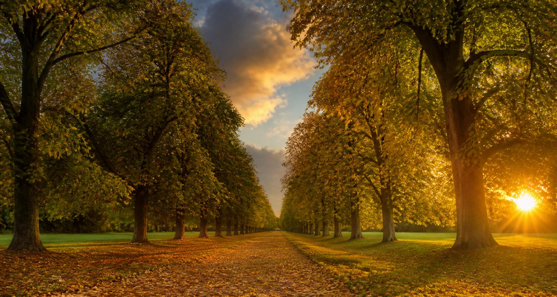 Pest Control in Radlett — professional pest control services across Radlett