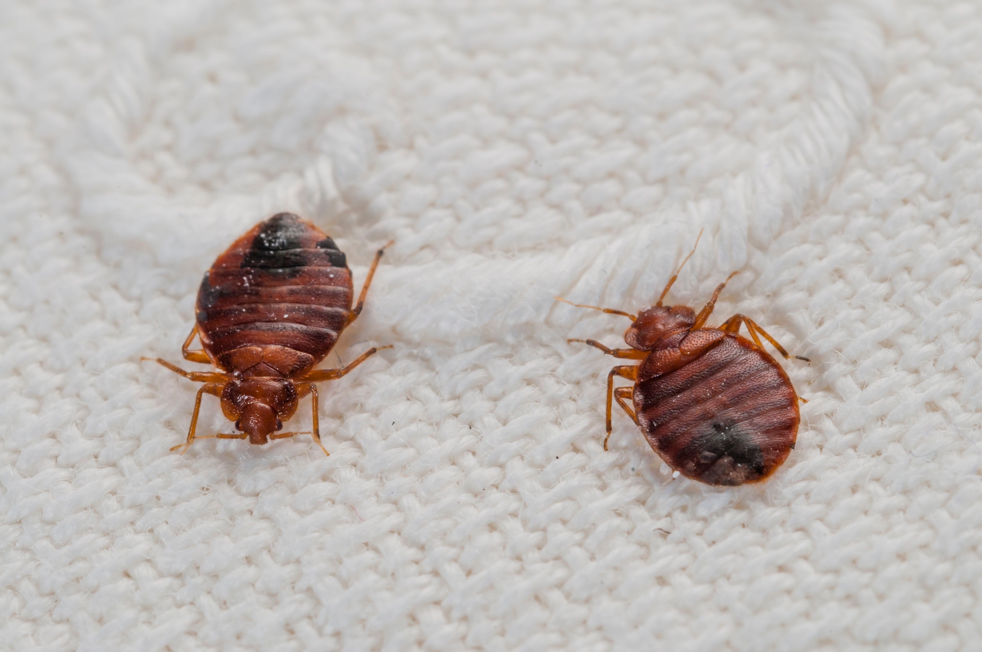 7 Warning Signs You Have a Bedbug Infestation