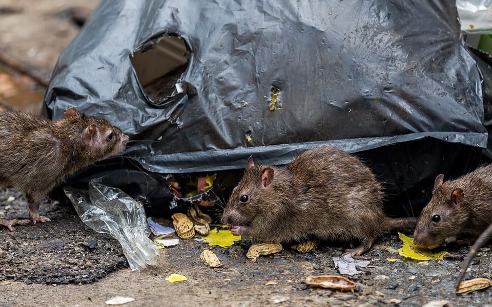 The Complete Guide to Commercial Pest Control