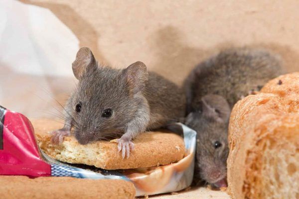 How to Prevent Mice From Entering Your Home This Winter