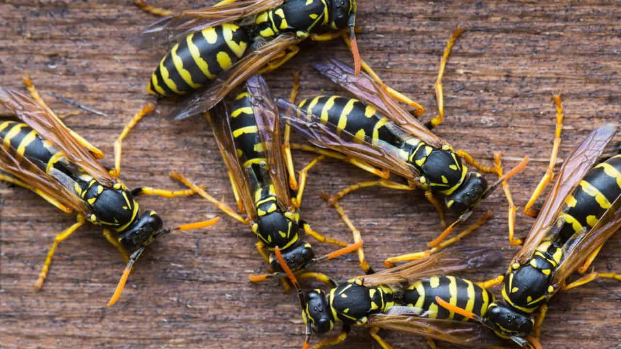 Wasp or Bee? How to Tell the Difference