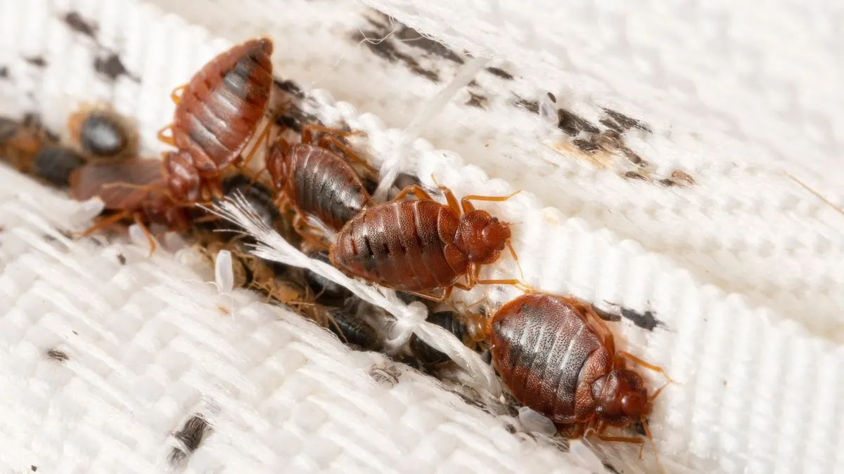 Reddish-brown adult bed bugs and paler nymphs clustered in the stitched seam of a mattress