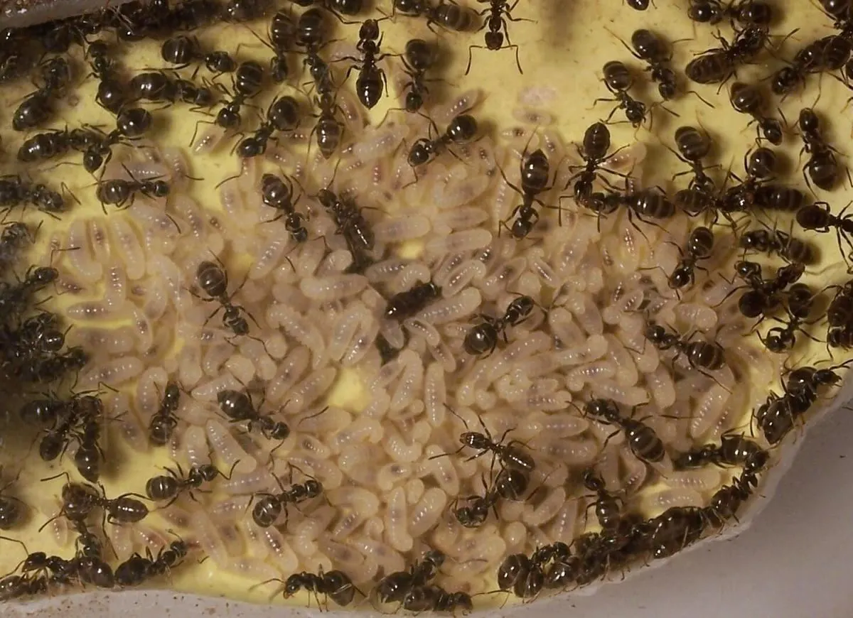 Close-up of a dark brown-black garden ant worker showing elbowed antennae and a narrow waist