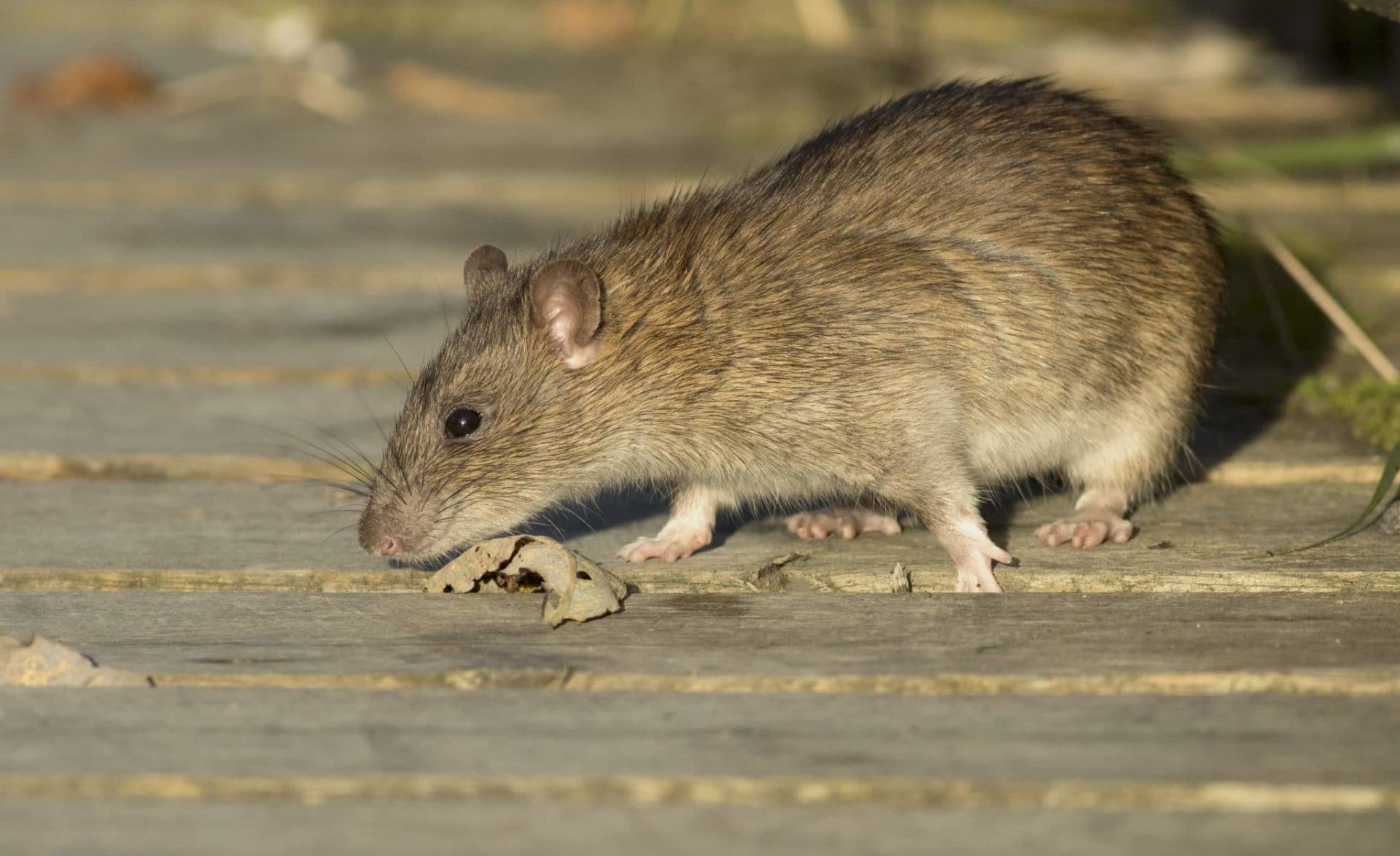 Brown Rat
