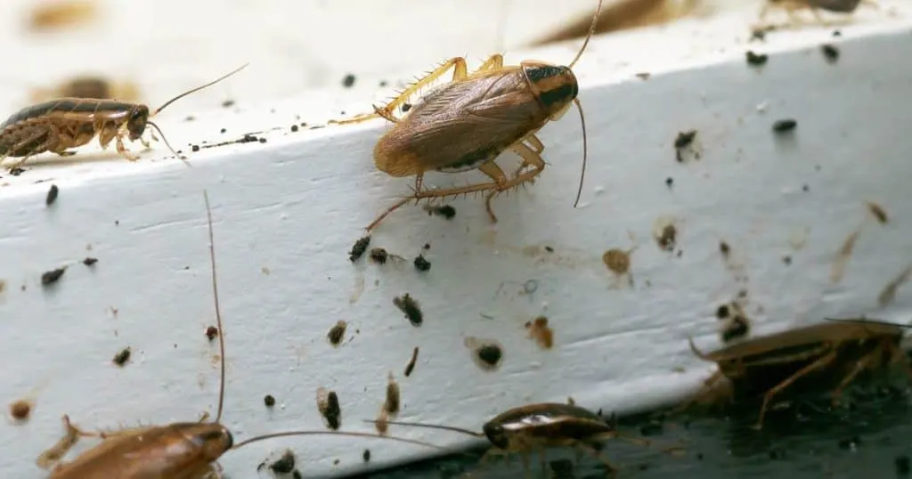 Light yellowish-brown German cockroach showing two dark parallel stripes behind the head and long antennae