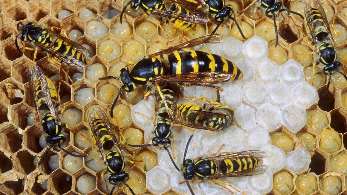 German Paper Wasp