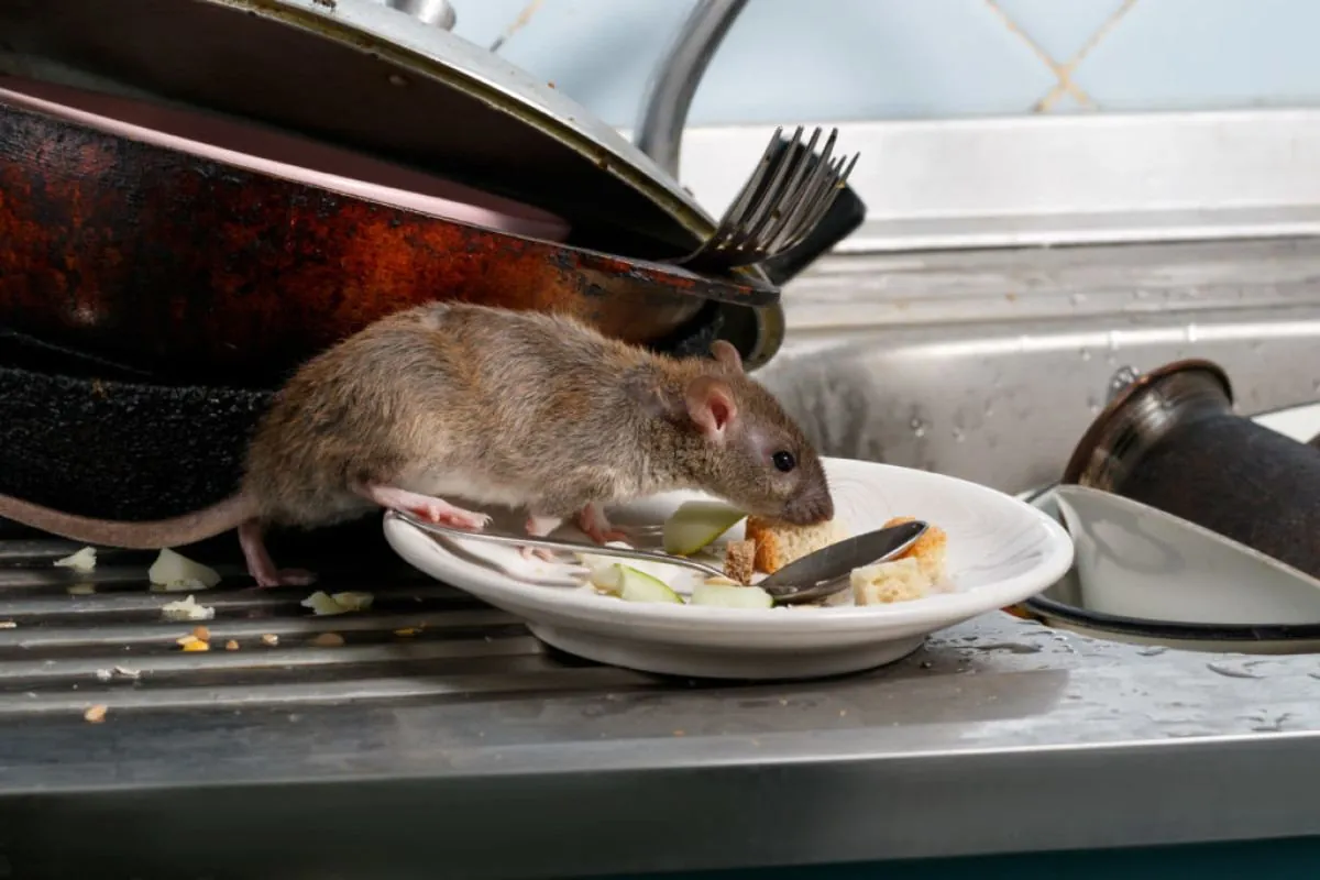 Rat on a plate beside a kitchen sink: commercial rat control in St Albans